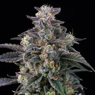 Super Boof (Barney's Farm) Feminisoidut