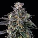 Super Boof (Barney's Farm) Feminisoidut