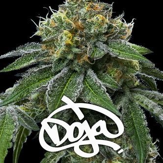 RS11 x Banana OG (Barney's Farm) Feminisoidut
