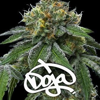 RS11 x Banana OG (Barney's Farm) Feminisoidut