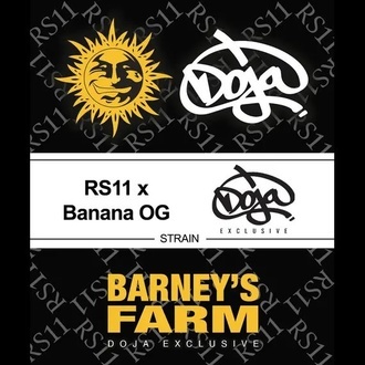 RS11 x Banana OG (Barney's Farm) Feminisoidut