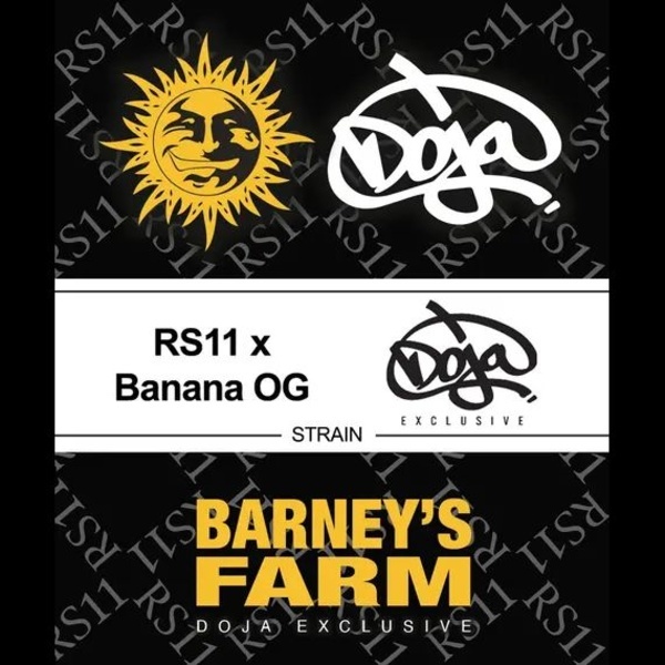 RS11 x Banana OG (Barney's Farm) Feminisoidut