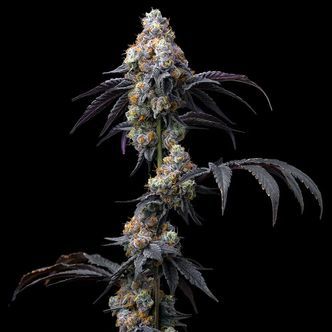 Rainbow Sherbet (Barney's Farm) feminisoidut