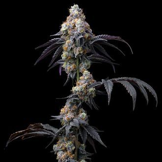 Rainbow Sherbet (Barney's Farm) Feminisoidut