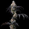 Rainbow Sherbet (Barney's Farm) Feminisoidut
