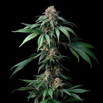 Mendo Breath (Barney's Farm) Feminisoidut
