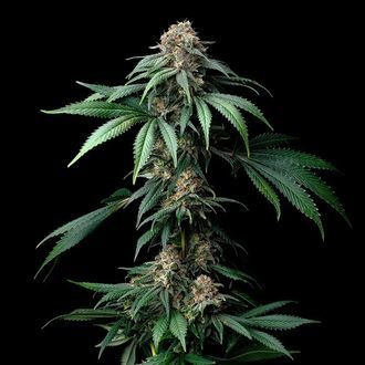 Mendo Breath (Barney's Farm) Feminisoidut