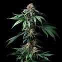 Mendo Breath (Barney's Farm) Feminisoidut