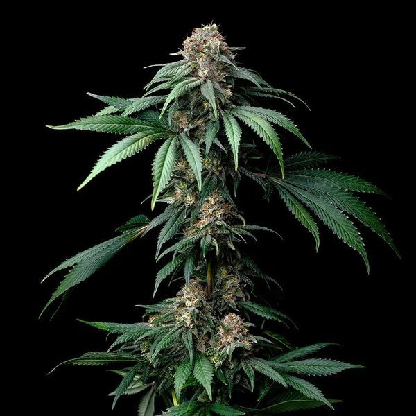 Mendo Breath (Barney's Farm) Feminisoidut