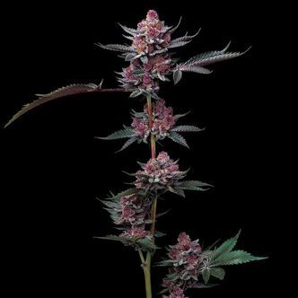 Cherry Poppers (Barney's Farm) feminisoitu