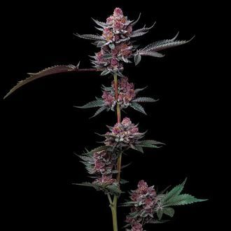 Cherry Poppers (Barney's Farm) Feminisoidut