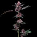 Cherry Poppers (Barney's Farm) Feminisoidut