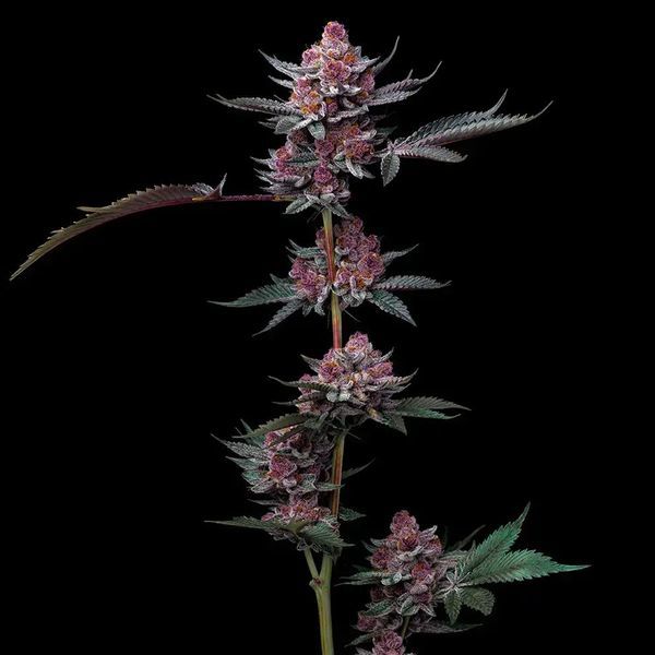 Cherry Poppers (Barney's Farm) Feminisoidut