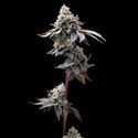 GMO Cookies (Barney's Farm) Feminisoidut