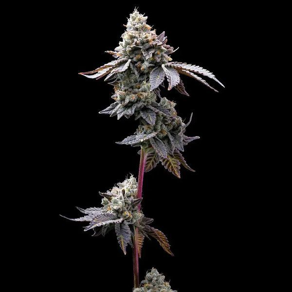 GMO Cookies (Barney's Farm) Feminisoidut