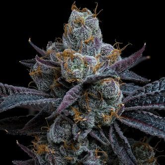 White Runtz (Barney's Farm) Feminisoidut