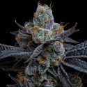 White Runtz (Barney's Farm) Feminisoidut