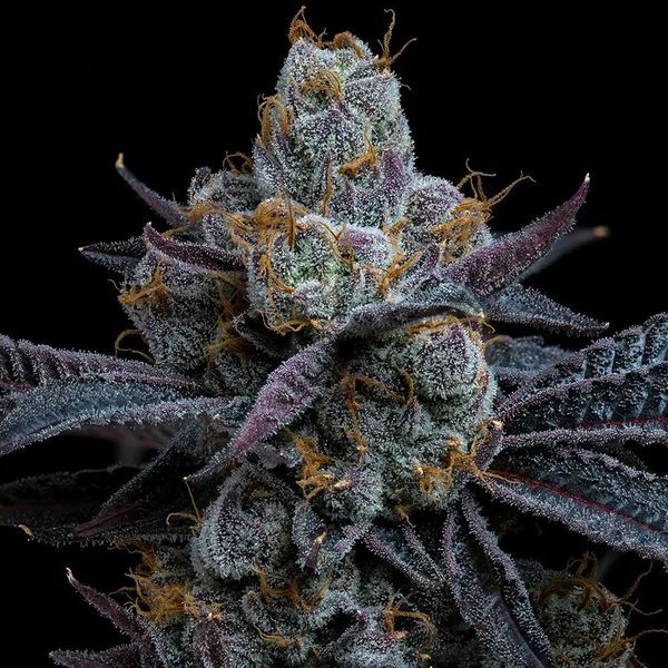 White Runtz (Barney's Farm) Feminisoidut