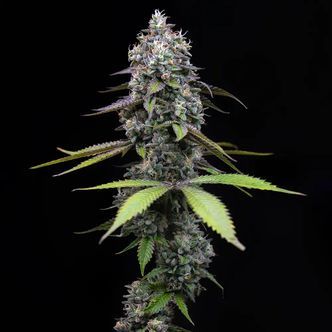 Zoap (Barney's Farm) feminisoitu