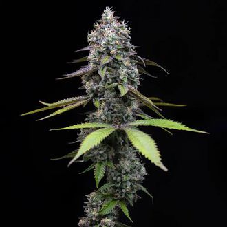 Zoap (Barney's Farm) Feminisoidut