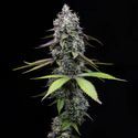 Zoap (Barney's Farm) Feminisoidut