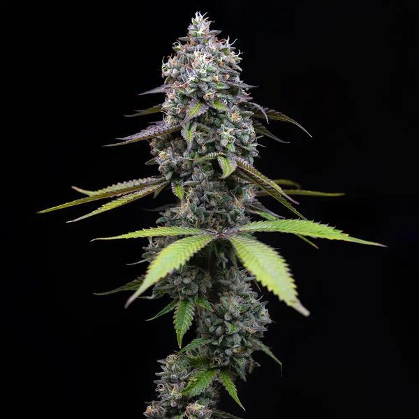 Zoap (Barney's Farm) Feminisoidut
