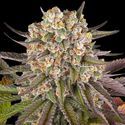 Limoncello (Barney's Farm) Feminisoidut