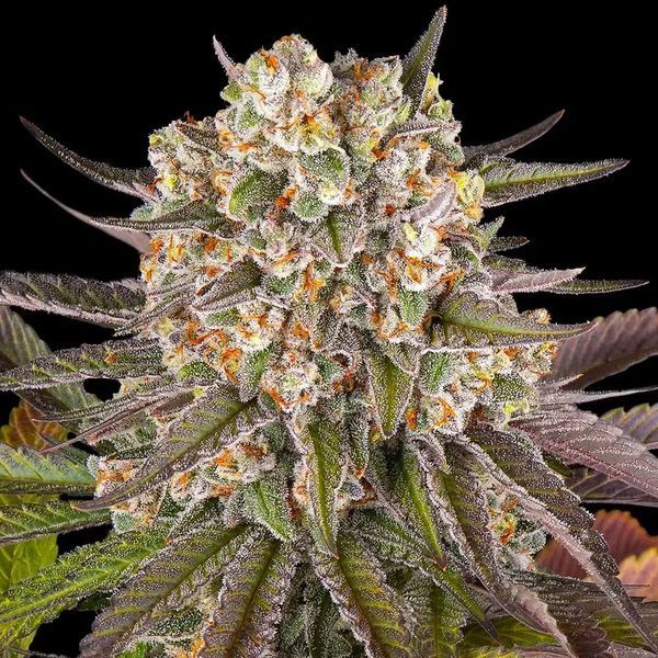 Limoncello (Barney's Farm) Feminisoidut