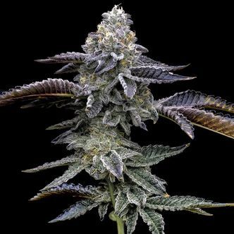 Blue Dream (Barney's Farm) - feminisoidut