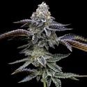 Blue Dream (Barney's Farm) Feminisoidut