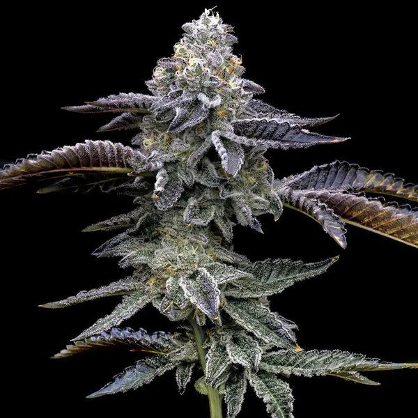 Blue Dream (Barney's Farm) Feminisoidut