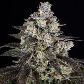 Trainwreck (Barney's Farm) Feminisoidut