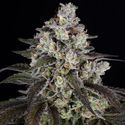 Trainwreck (Barney's Farm) Feminisoidut