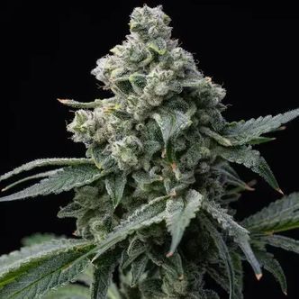 Bruce Banner (Barney's Farm) Feminisoidut