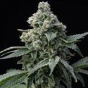 Bruce Banner (Barney's Farm) Feminisoidut