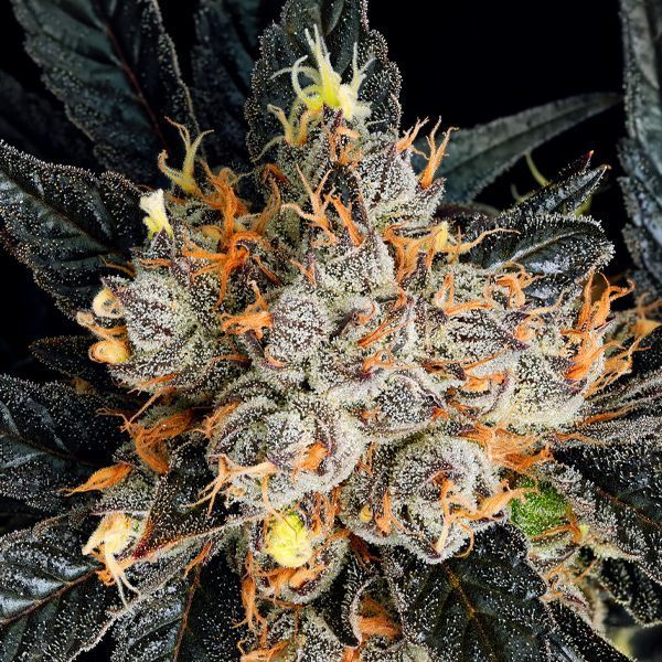 Aura (Anesia Seeds) Feminisoidut