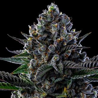First Lady (Anesia Seeds) feminisoitu