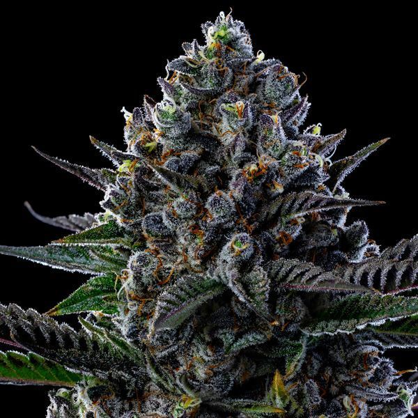 First Lady (Anesia Seeds) Feminisoidut