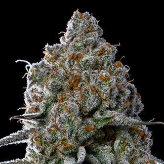 Fryday Boof (Anesia Seeds) Feminisoidut