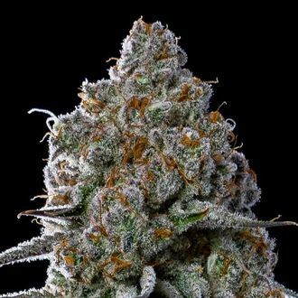 Fryday Boof (Anesia Seeds) Feminisoidut