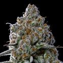 Fryday Boof (Anesia Seeds) Feminisoidut