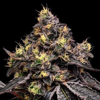Glowberry Rush (Anesia Seeds) Feminisoidut