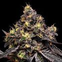 Glowberry Rush (Anesia Seeds) Feminisoidut