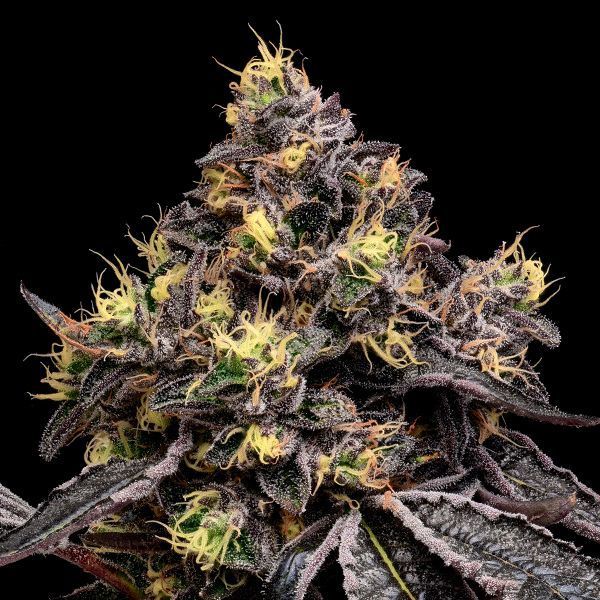 Glowberry Rush (Anesia Seeds) Feminisoidut