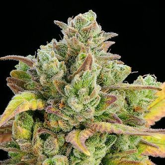 Honey Fried Banana (Anesia Seeds) Feminisoidut