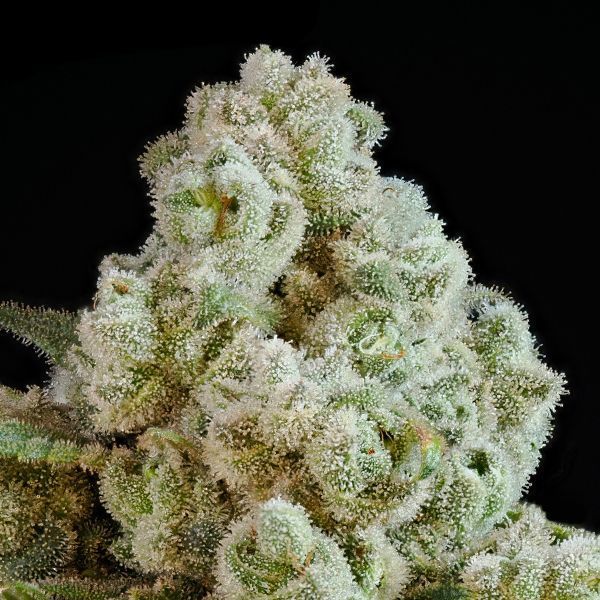 Privileged Baddie (Anesia Seeds) Feminisoidut