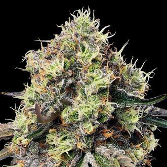 Roswell Code (Anesia Seeds) Feminisoidut