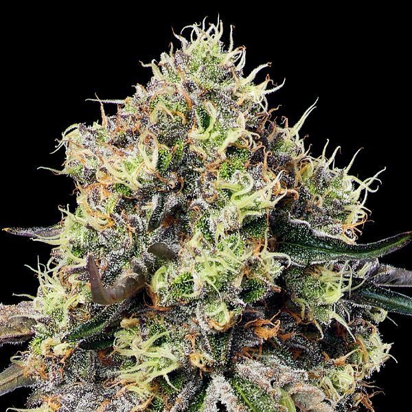 Roswell Code (Anesia Seeds) Feminisoidut