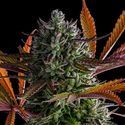 Strawberry Pop Rocks (Anesia Seeds) Feminisoidut