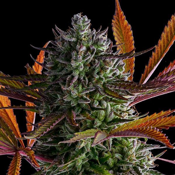 Strawberry Pop Rocks (Anesia Seeds) Feminisoidut